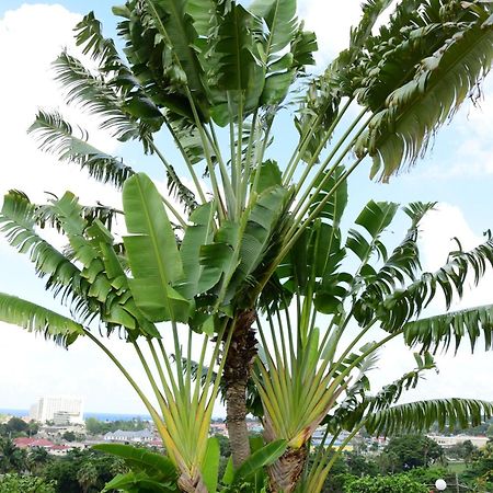 Apartament The View At Mystic Ridge Penthouse 78A Ocho Rios Zewnętrze zdjęcie